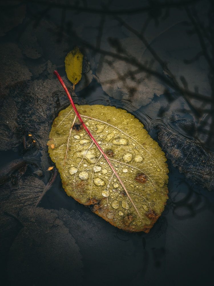 Photograph by Konstantin Martynov