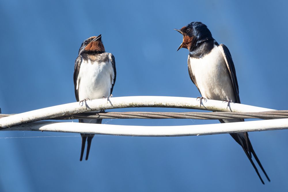 Фотография автора Irina