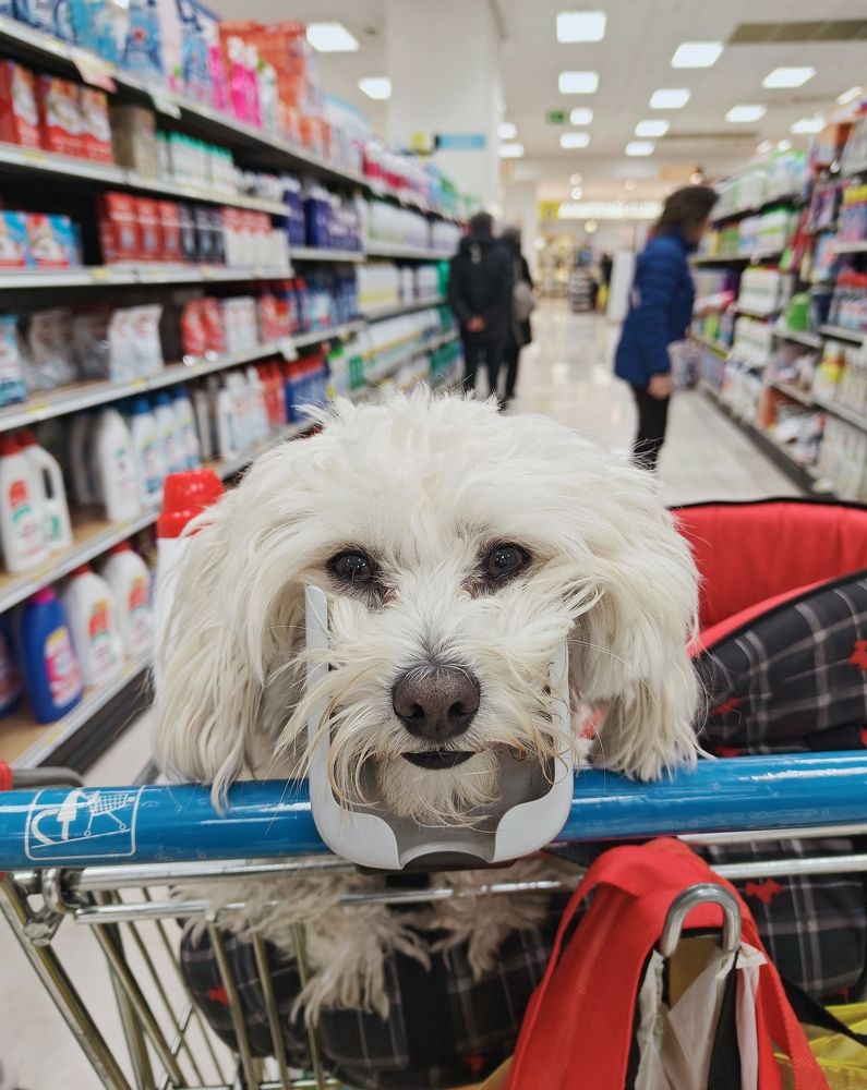 Grocery shopping
