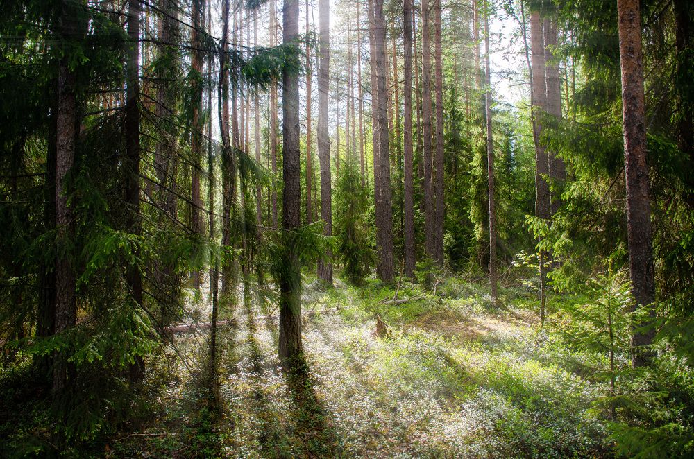 Photograph by Михаил Гурин