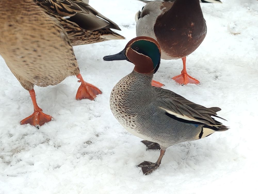 Чирок-свистунок