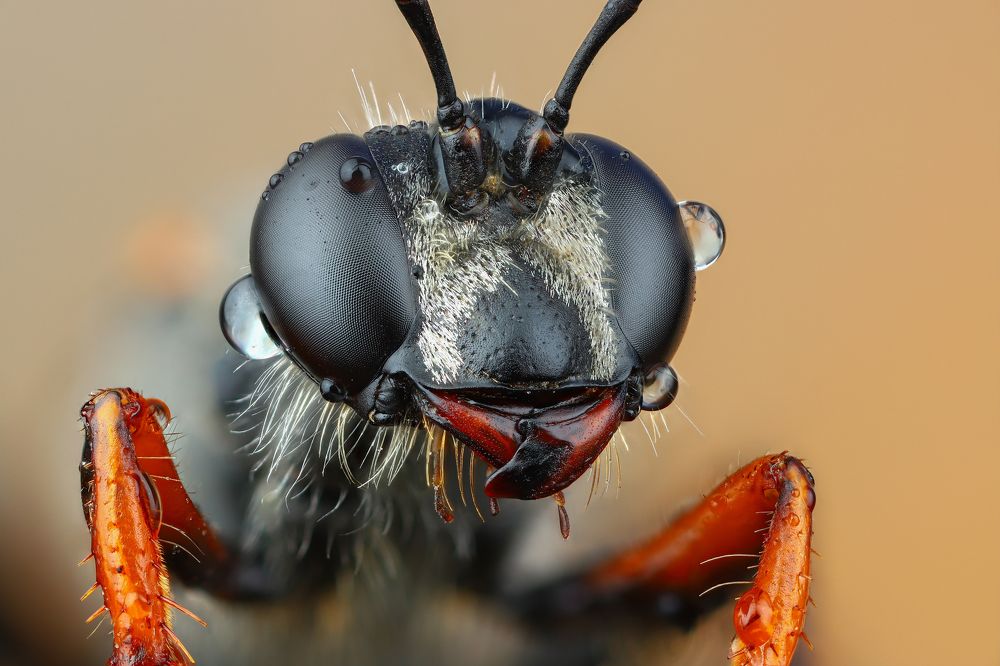 Портрет осы