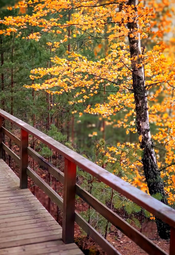 Золото осени.