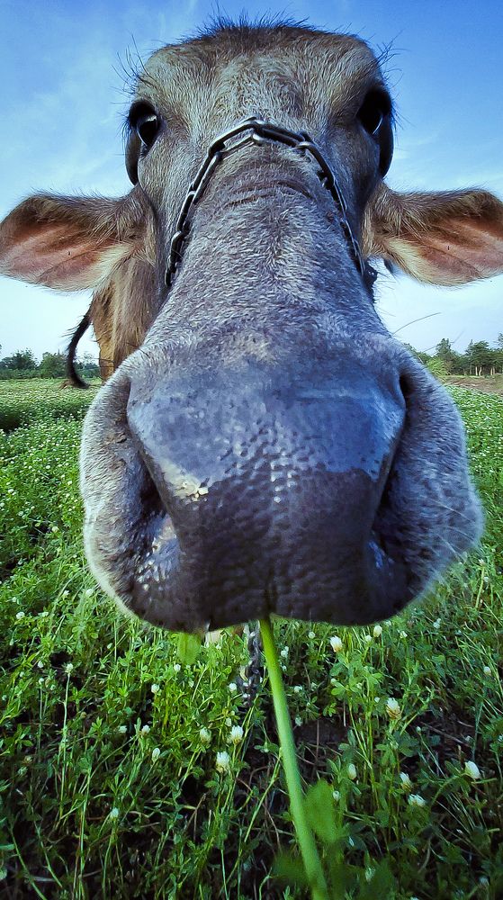 Photograph by Mahmoud Salah