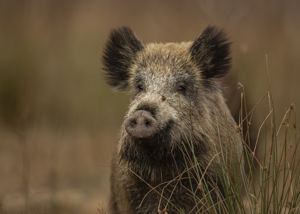 Photograph by Radosław Makowczyński