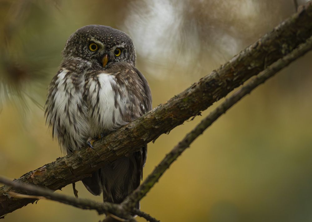 Photograph by Radosław Makowczyński