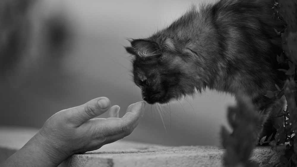 Photograph by Sal Haji