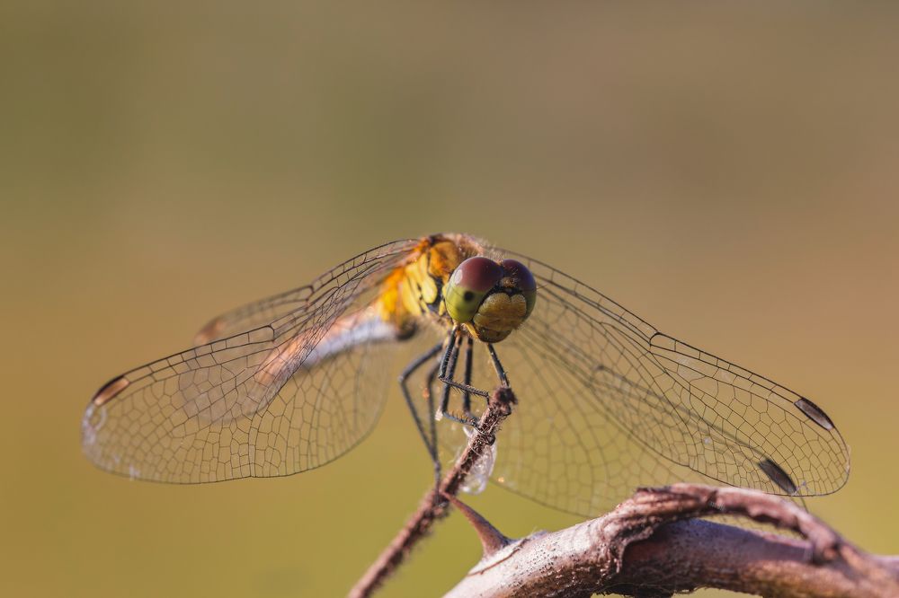 Фотография автора Александр Сурков