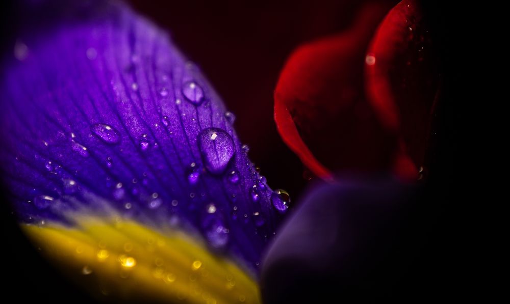 Photograph by Элен Пройс