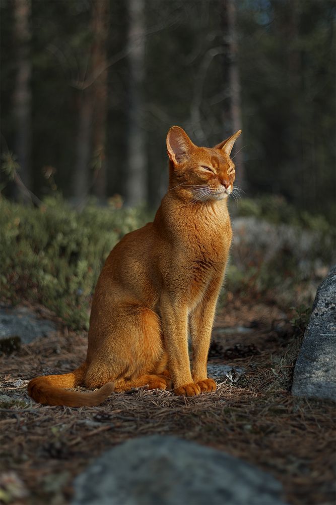 Photograph by Михайлова Елена