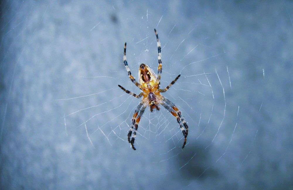 Photograph by Viktoriia Rusanova