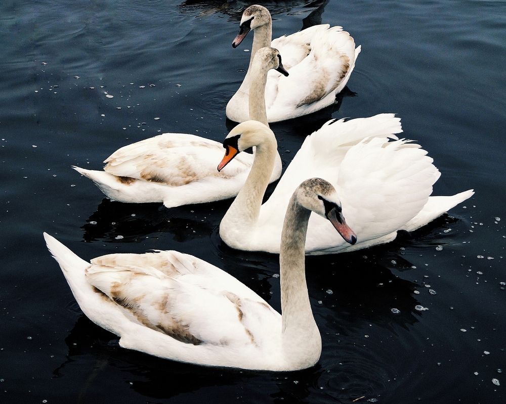 Photograph by Оксана Борисевич