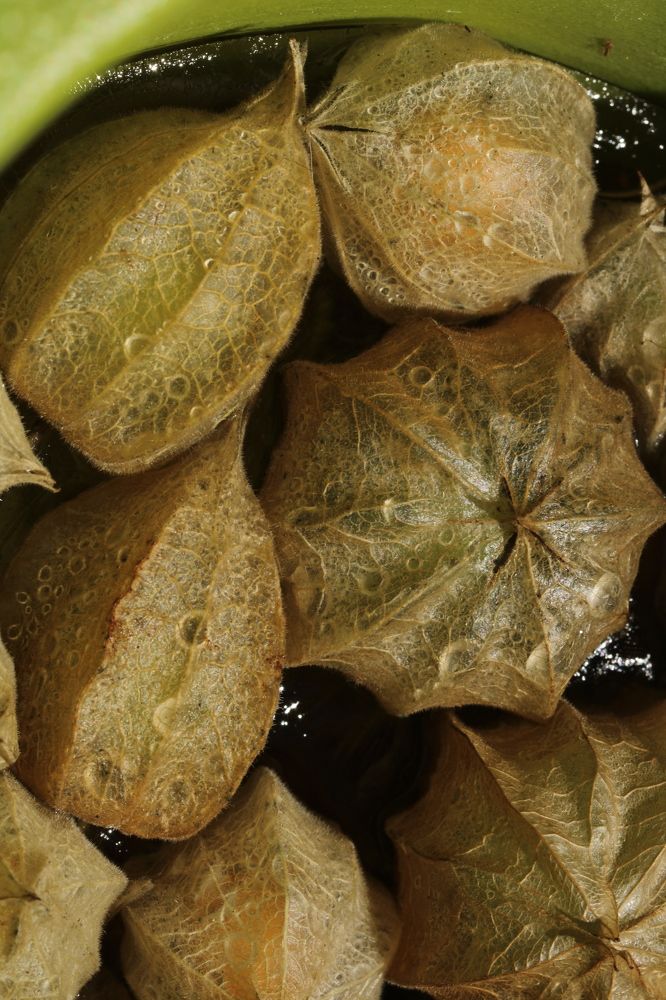 Photograph by Sonia Crotta