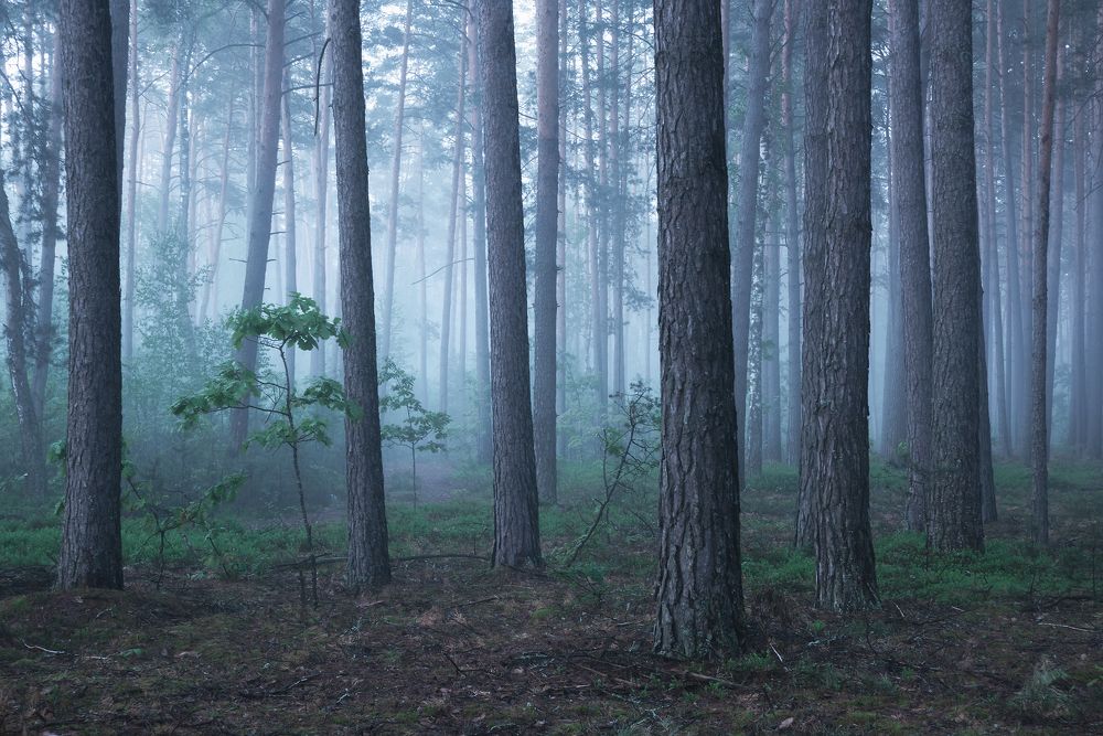 Утро в лесу