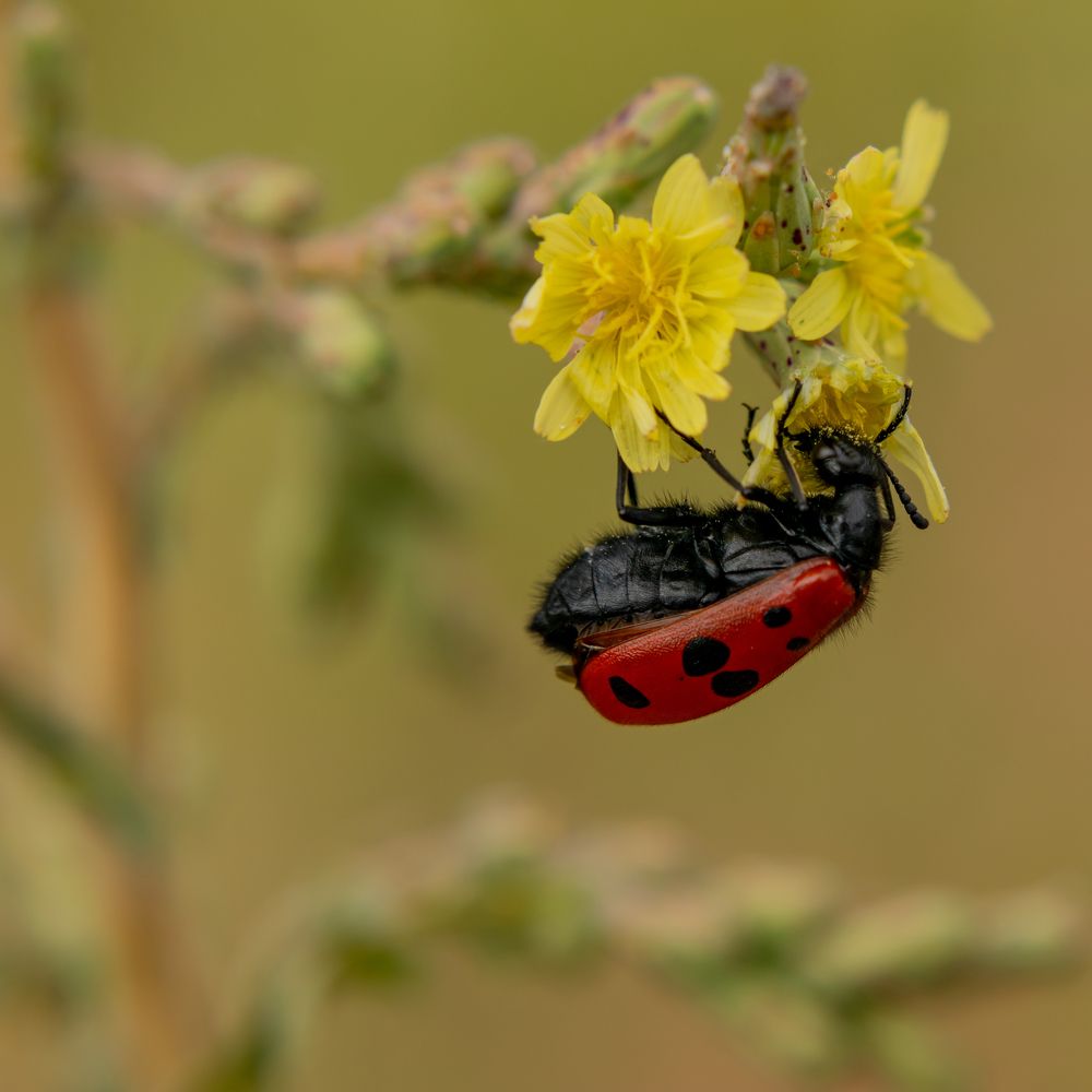 Photograph by Светлана Тараканова