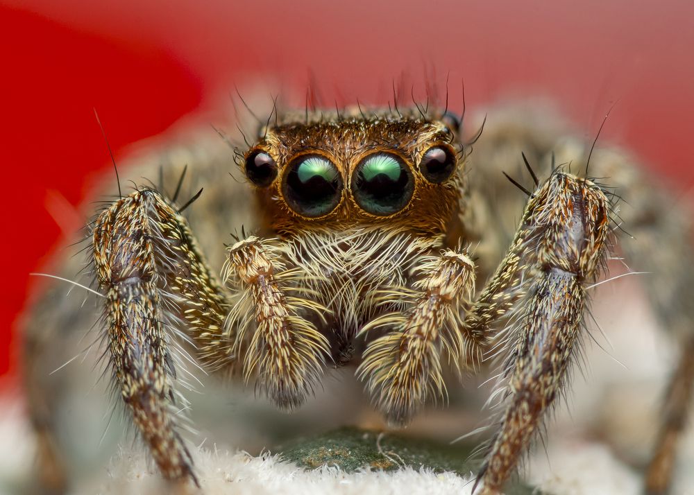 Photograph by Jose Martin Ceja Medina