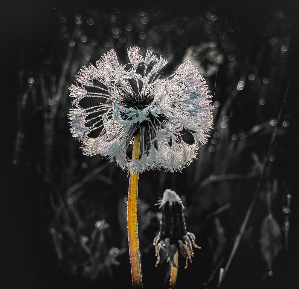 Photograph by Juozas Zalunskis