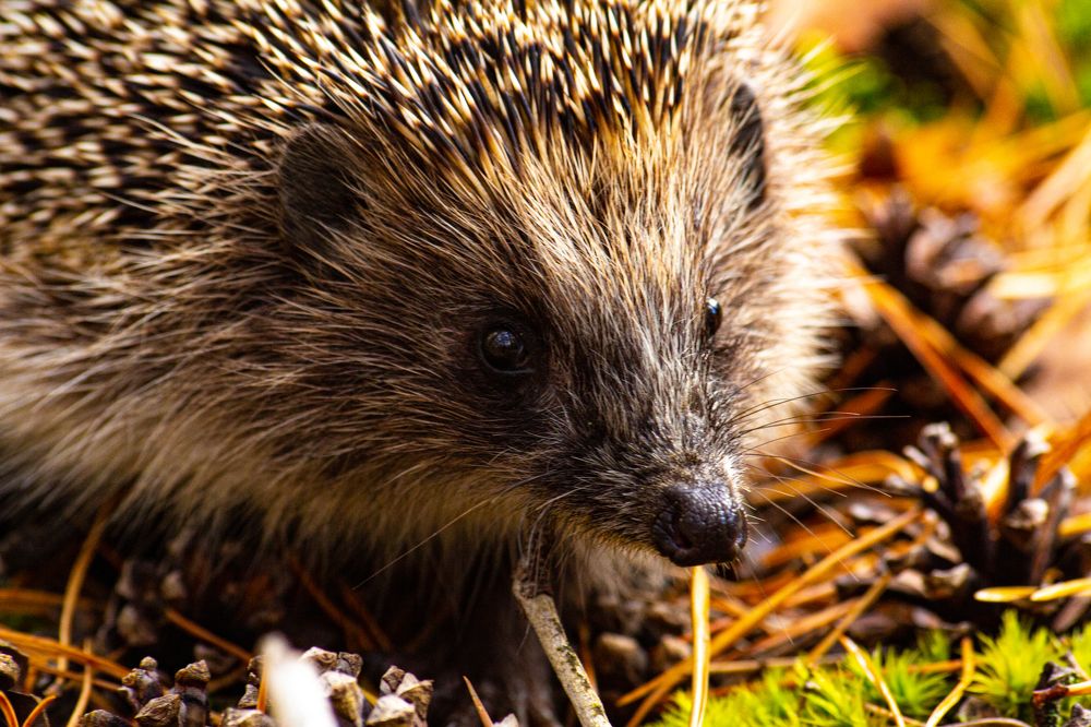 Ёжик в бору
