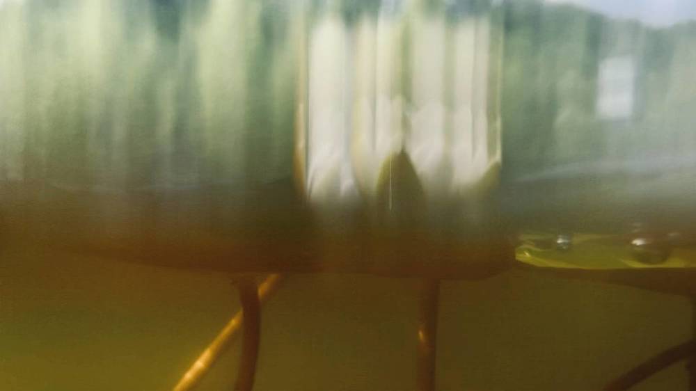 Из жизни нимфей