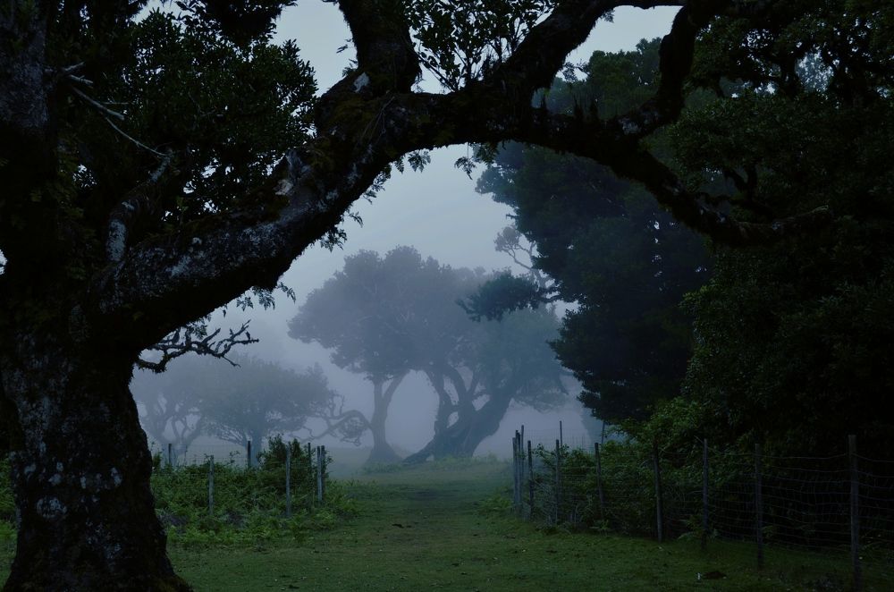 Madeira's foggy forest