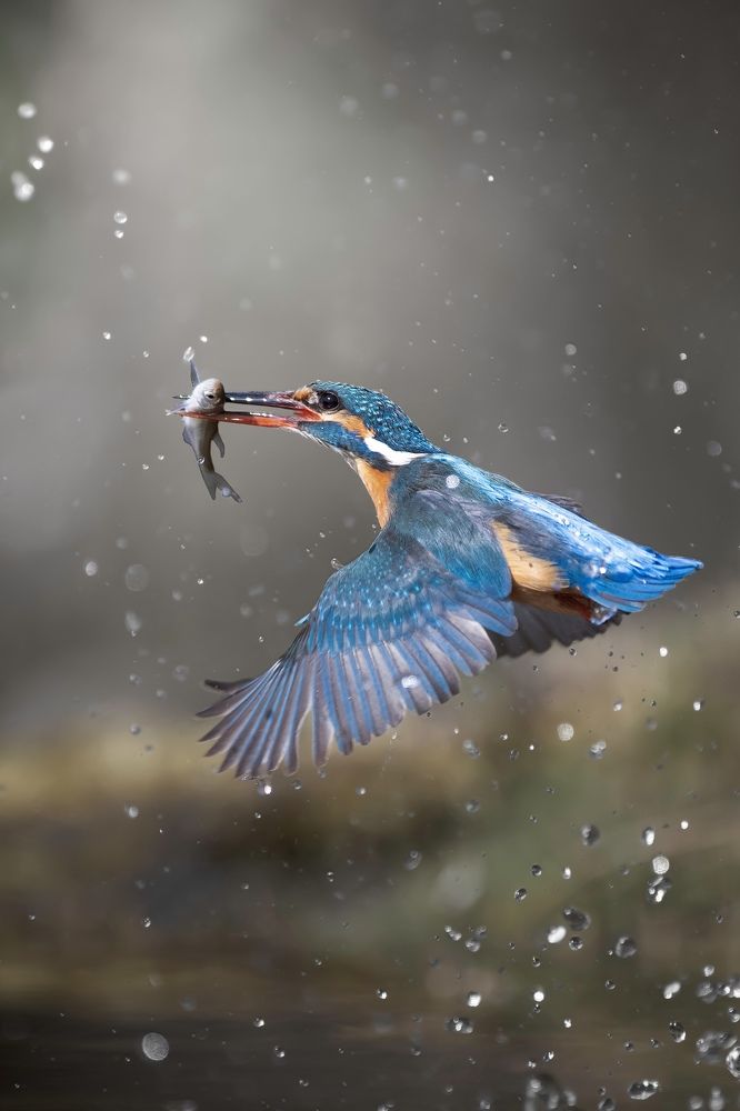 Kingfisher in action!