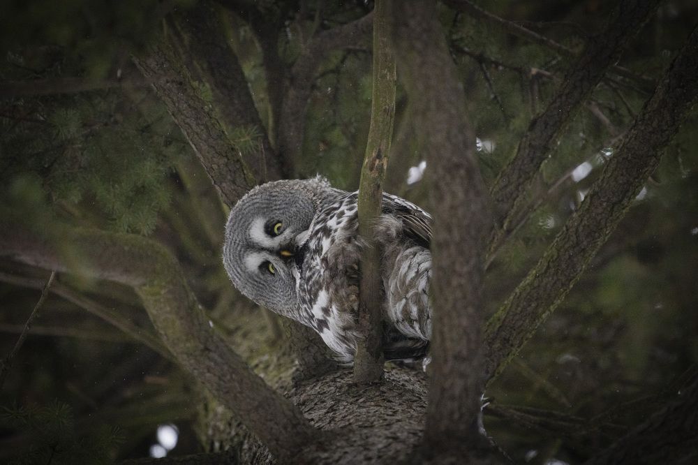 Photograph by Ольга Левакова