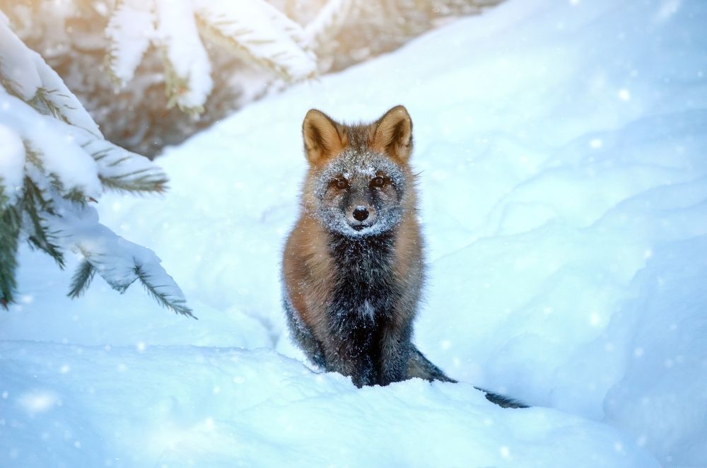 Photograph by Вероника Романенко
