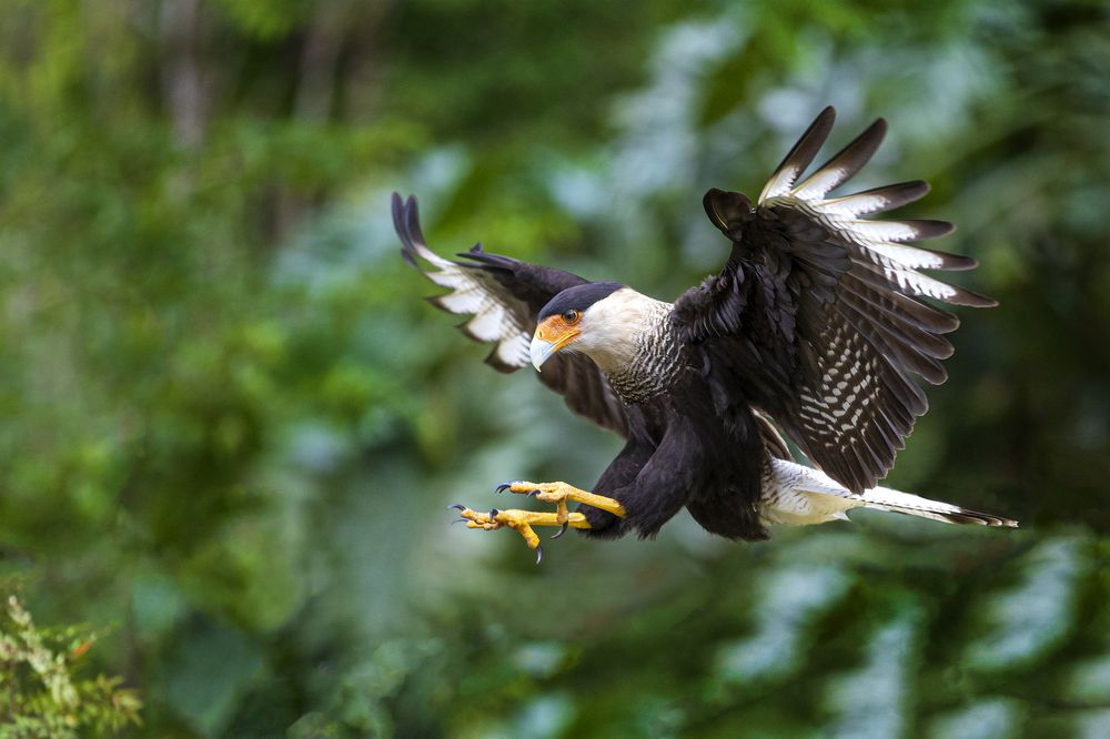 Photograph by Ricardo Q T Rodrigues