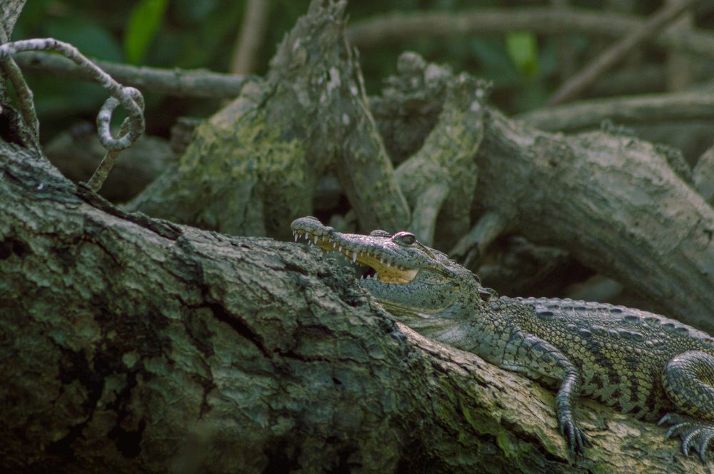 Photograph by Cristofer Miguel Cruz Torres