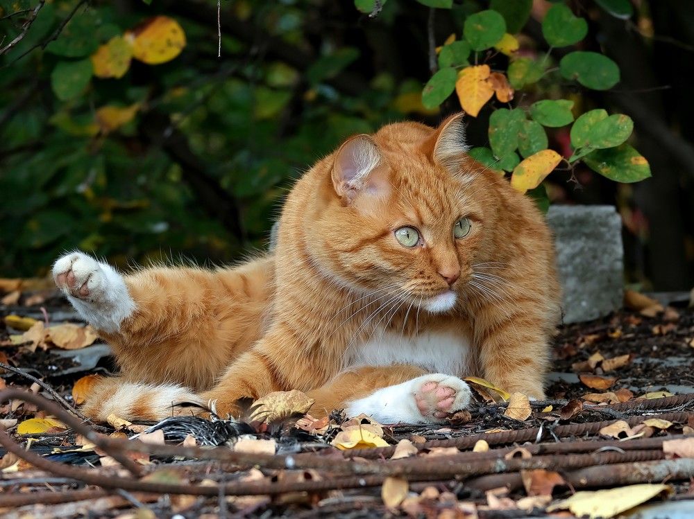 Photograph by Светлана Юрьевна Елагина