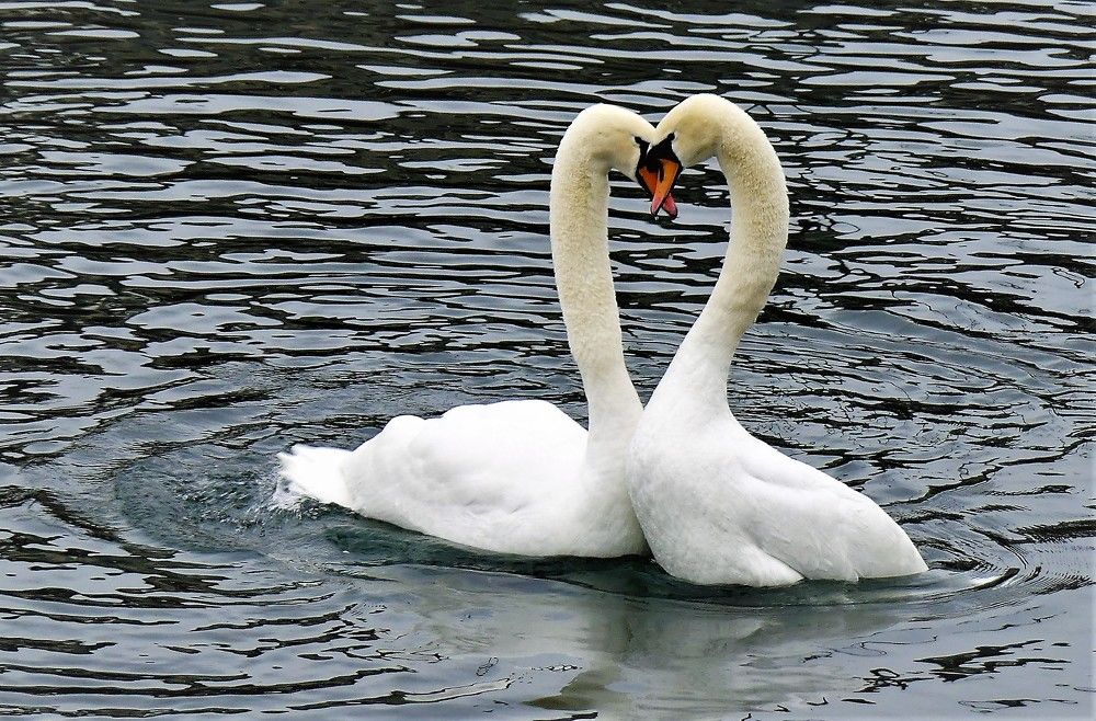 Танец любви