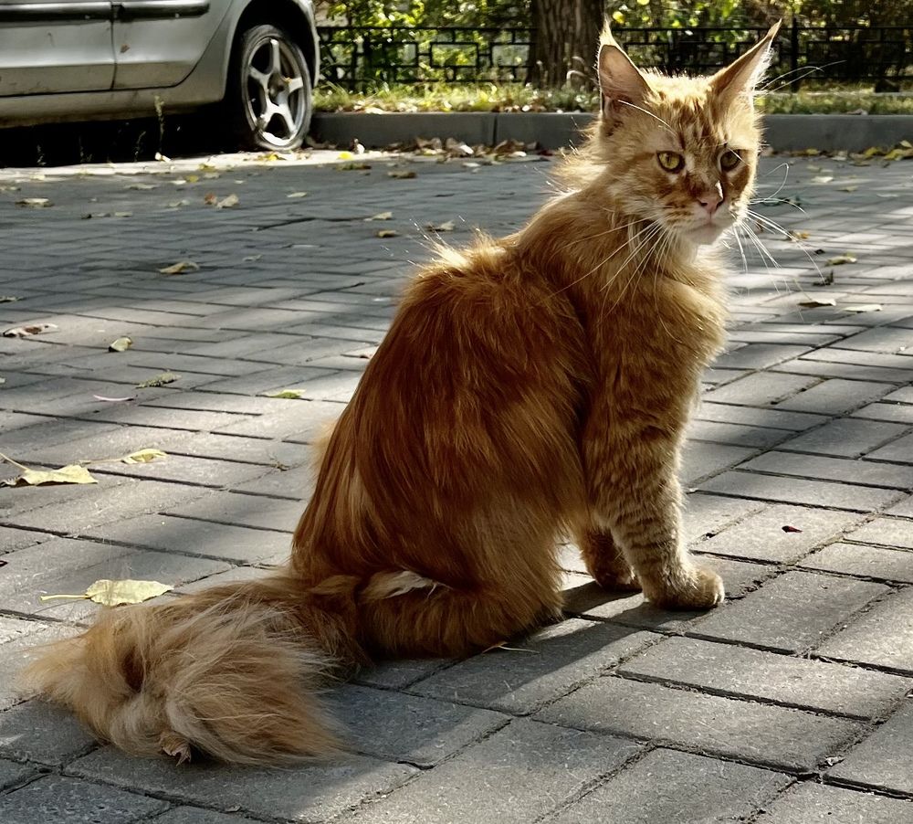 Фотография автора Елена Чиликина