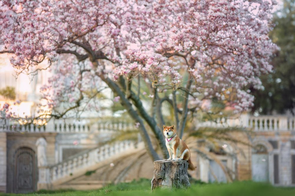 Photograph by Ирина Андреева