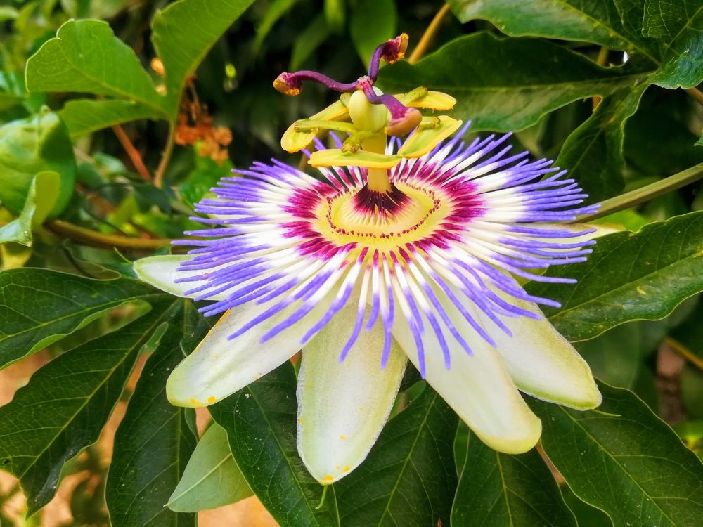 Фотография автора Anila Ismailaj