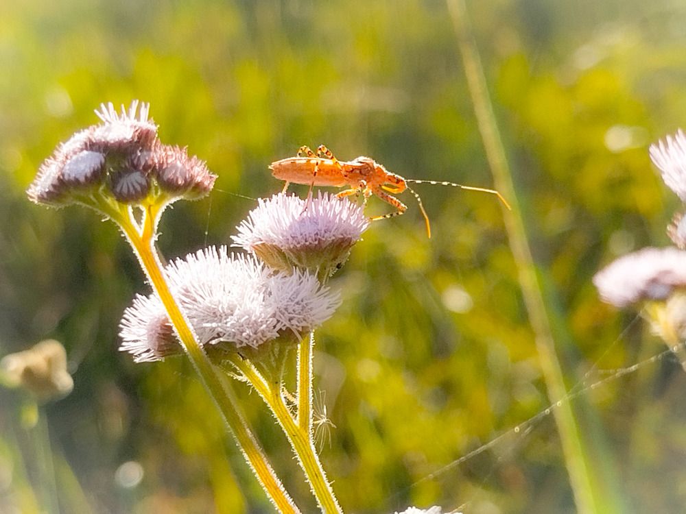 Цветочный дом.