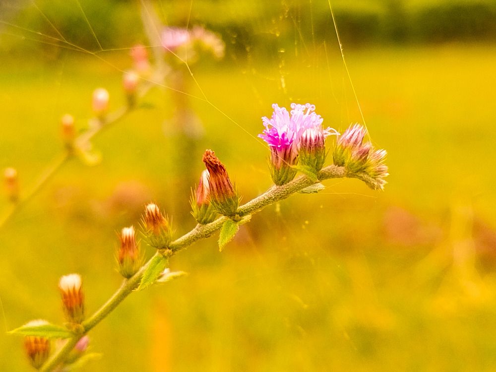 Маленькие жизни.