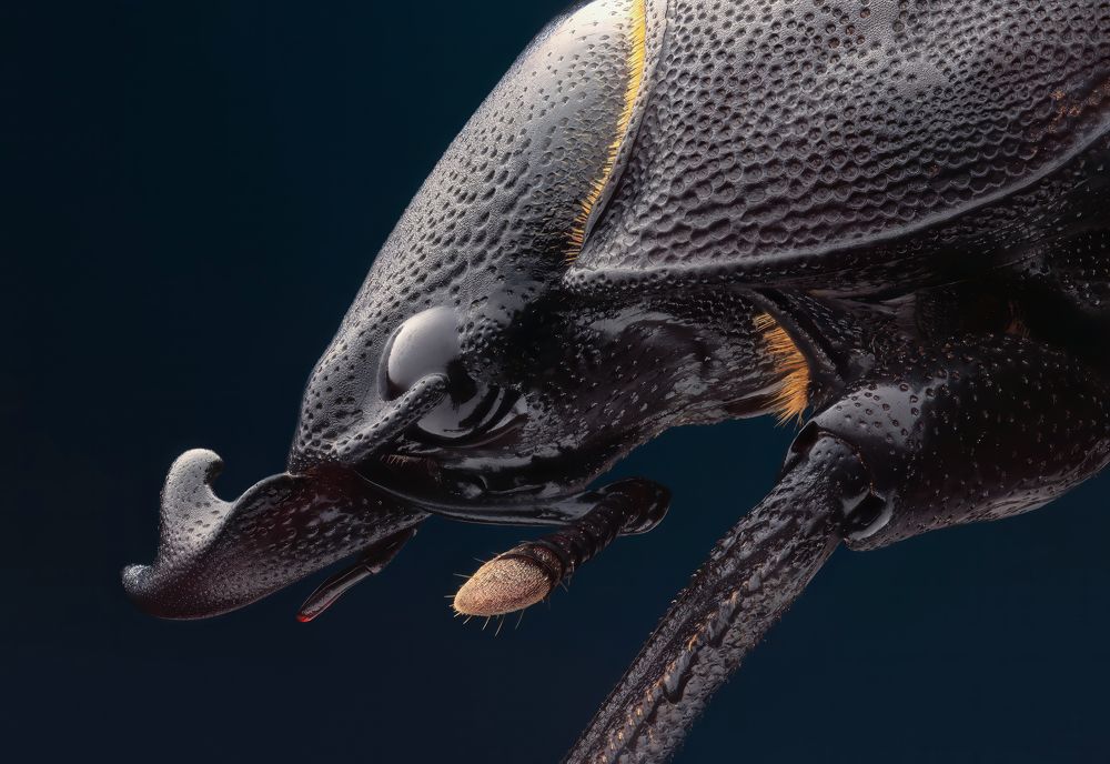 Dorcus parallelipipedus