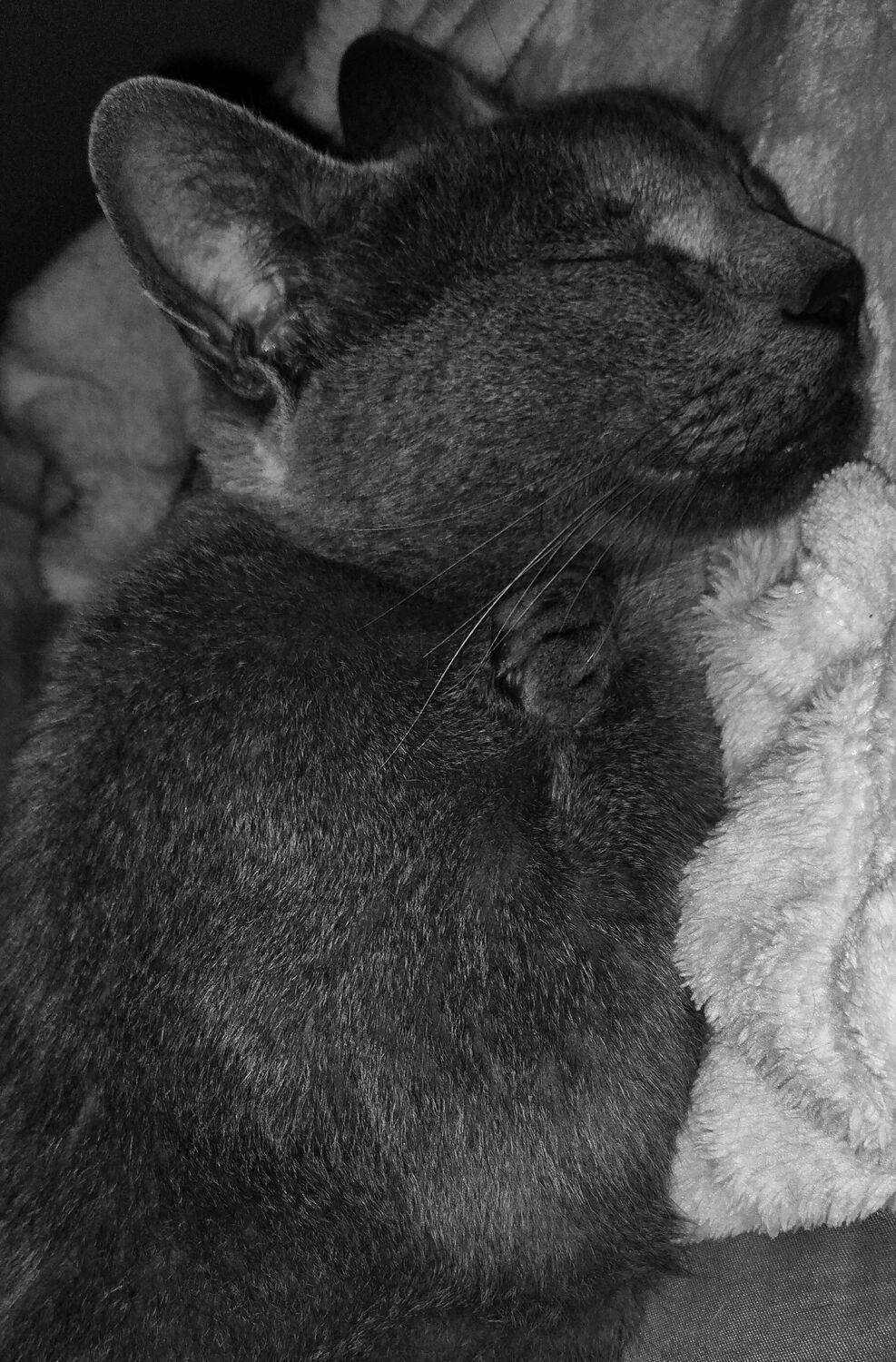 Photo #10379039