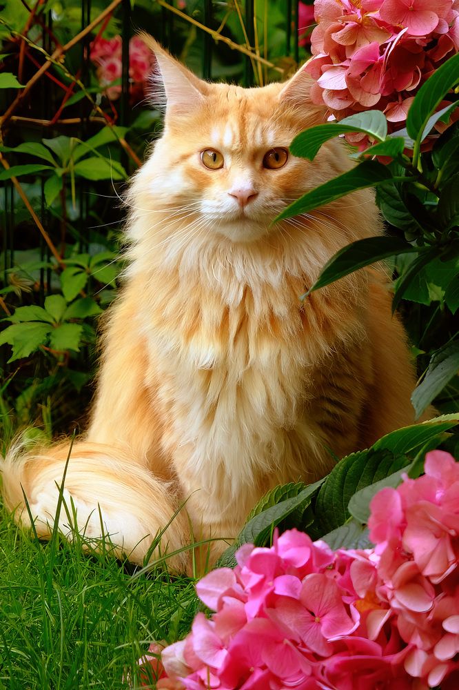 Портрет кота с цветами гортензии