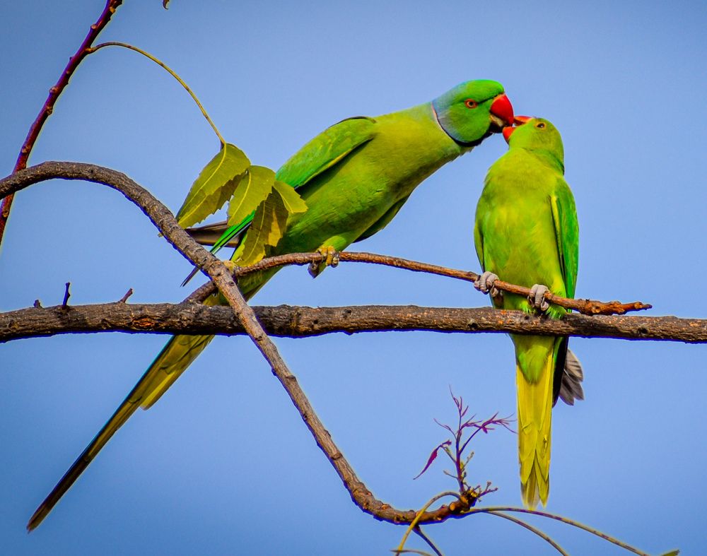 ❤️ Love Birds ❤️