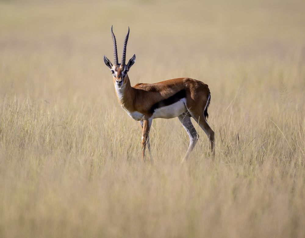 Photograph by Пупонин Сергей