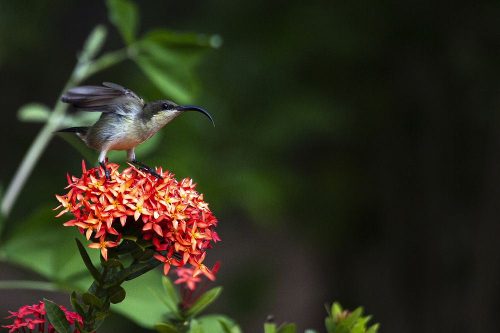 Photograph by Anantharajha Manoj