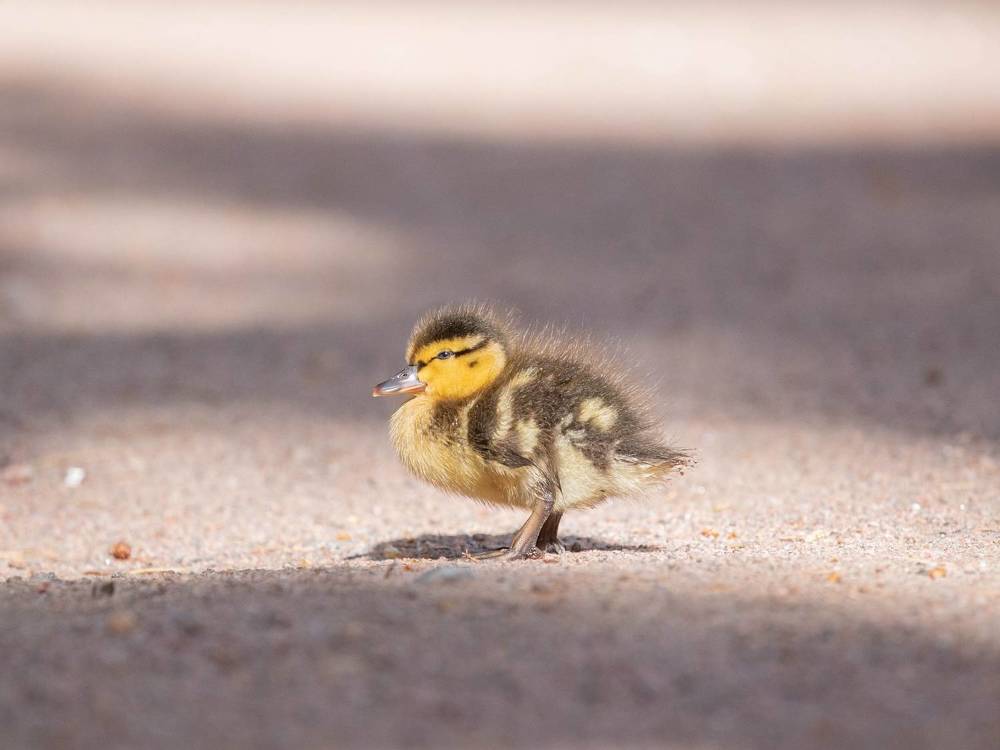 Photograph by Елена Хорохорина