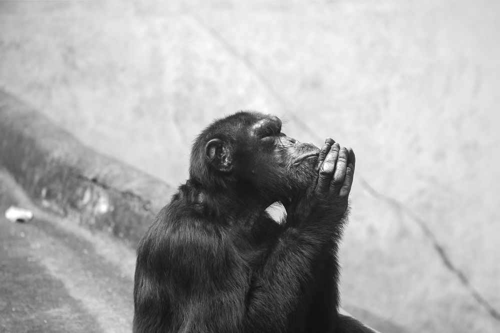 Photograph by Nayanajith Dhananjaya