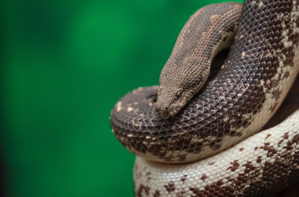 Photograph by Nayanajith Dhananjaya