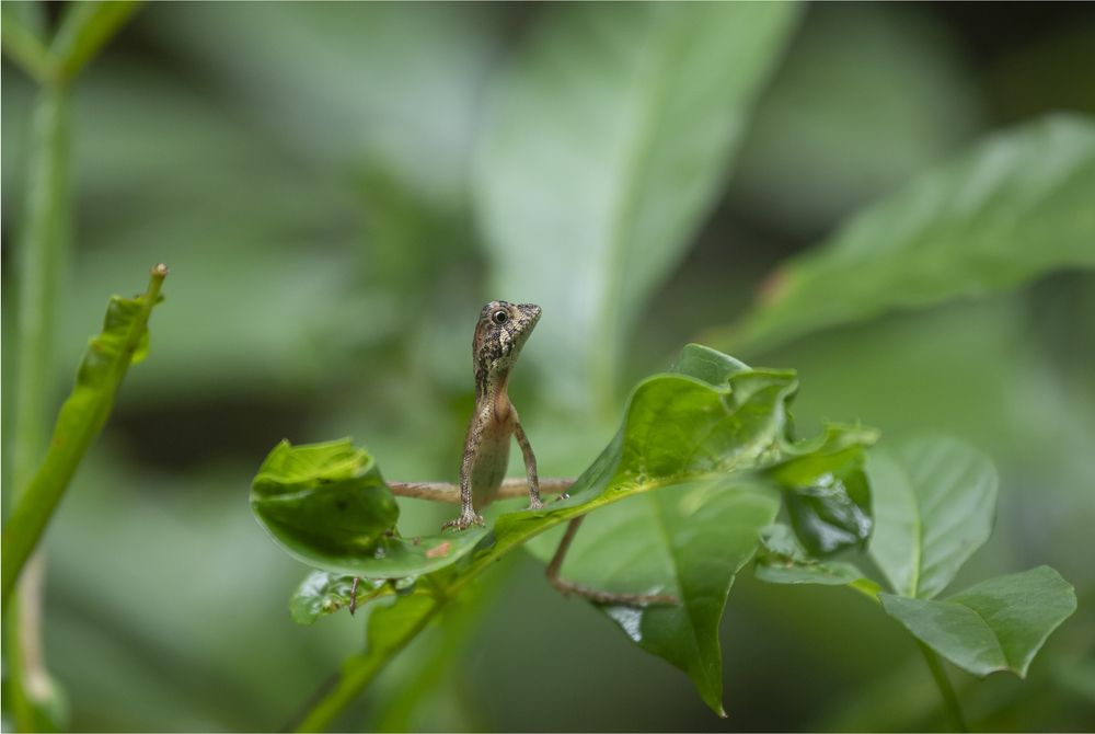 Photograph by Nayanajith Dhananjaya