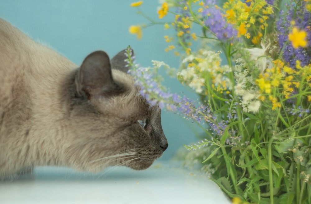 Photograph by Елена Хорохорина