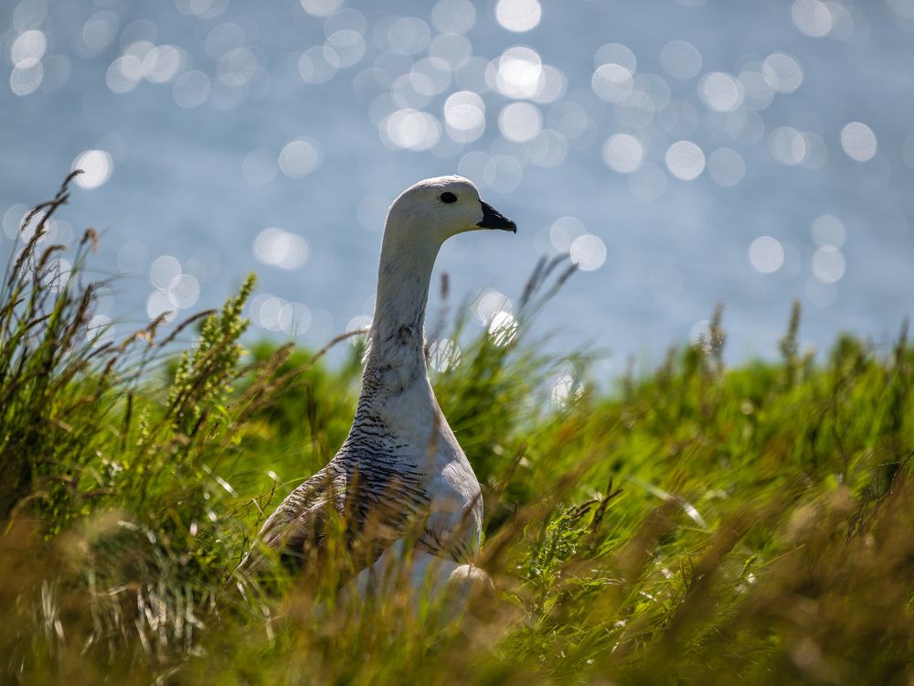 В Патагонии