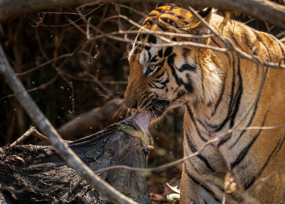 Photograph by SOORAJ NALLOORE