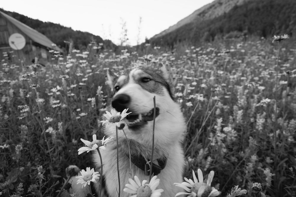 Photograph by Оксана Батракова